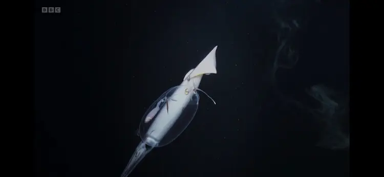 Glass squid sp. () as shown in Planet Earth III - Ocean